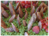 Buffetbeispiel Haus Einhorn 
Hirtenpeitschen (Harzer Rotes Hhenvieh) 
auf Kressebeet mit Johannesbeeren